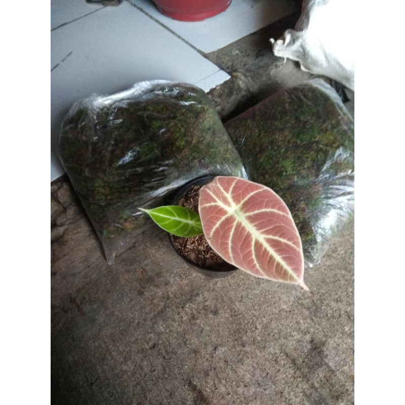 ALOCASIA RED VELVET / BLACK VELVET MUTASI MERAH.. LANGKA GAK ADA YG PUNYA