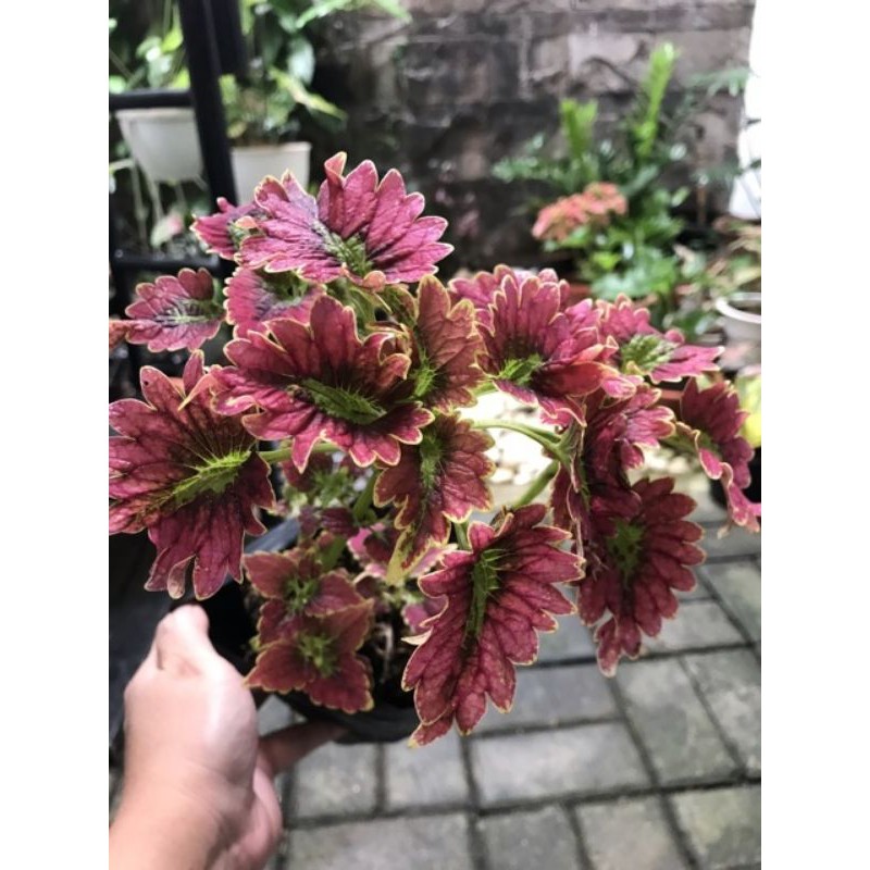 PROMO Tanaman hias miyana Dragon langka