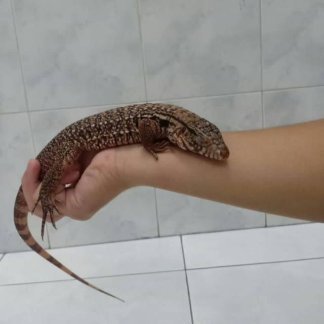 Red tegu minus kuku