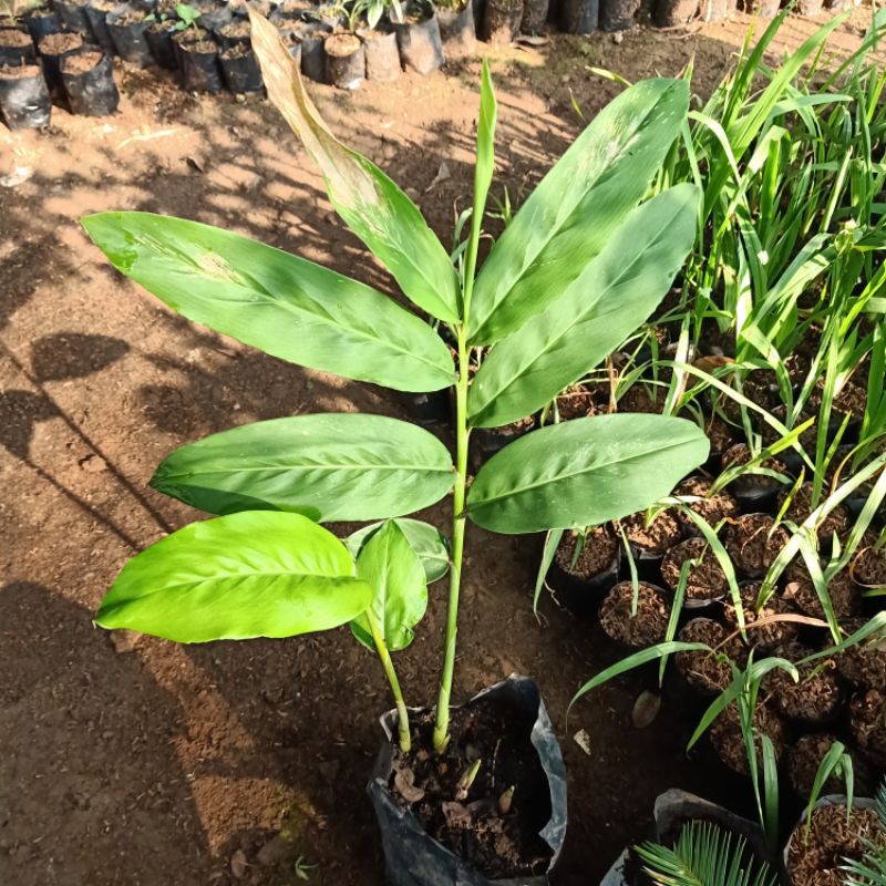 Pohon Lengkuas Merah / Bibit Lengkuas Merah