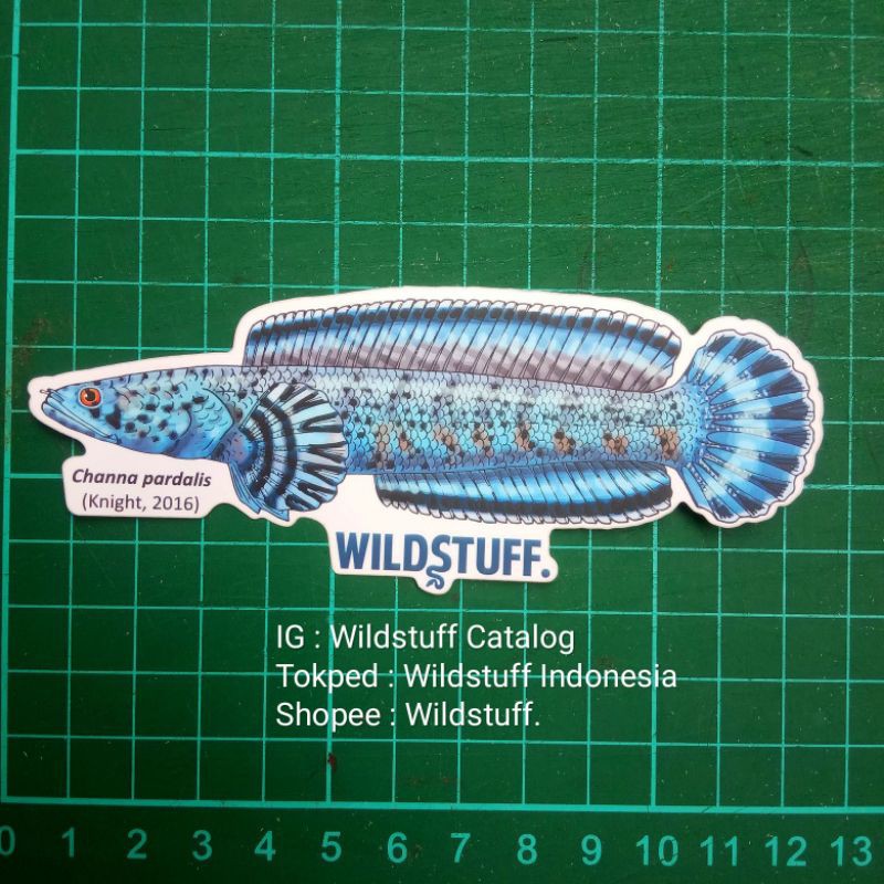 Sticker Wildstuff Channa Pardalis Meghalaya Leopard
