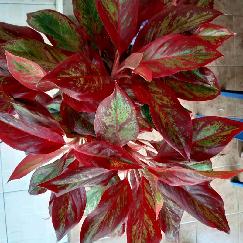 tanaman hias aglonema lipstik rumpun 5 besar po