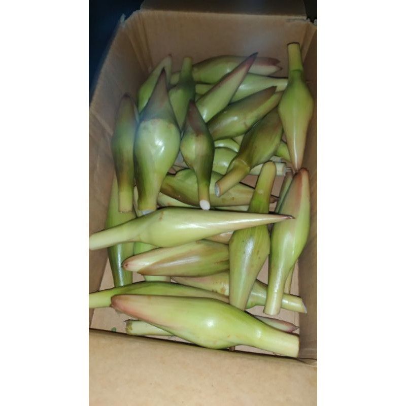 

Kecombrang Segar Fress Langsung Dari Petani Per Biji