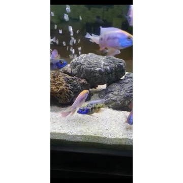ikan hias cichlid africa hybrid mararock × baenci
