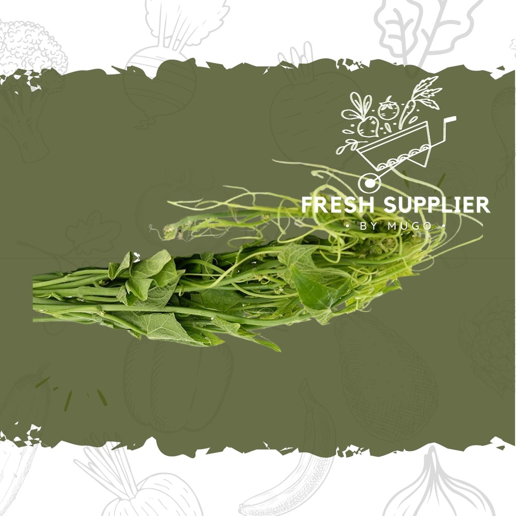 

Pucuk Labu 1ikat Fresh Supplier