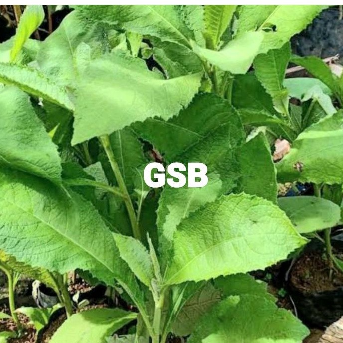 

Petik langsung daun sembung segar 250 gram