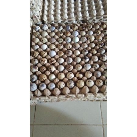 

telor puyu isi 20 butir