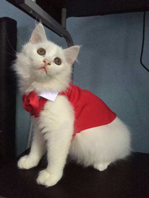 Tuxedo merah untuk kucing / baju kucing tuxedo / baju pesta kucing anjing / baju anjing