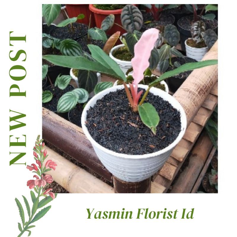 Tanaman Hias Philo Gergaji / Philodendron Gergaji / Philo Buaya