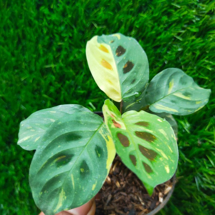 Calathea Levonero Variegata, Calathea leucenoura variegata, Lutea