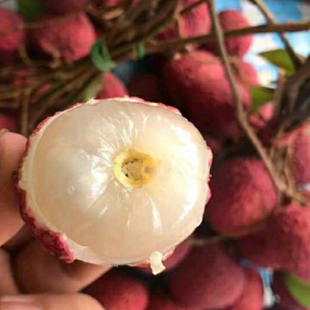

Buah leci merah asli brastagi
