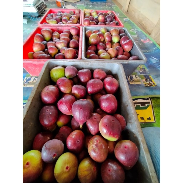 

Buah tin (buah syurga)