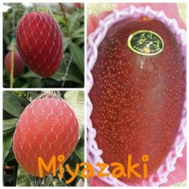 bibit mangga miyazaky asal dari jepang  okulasi cepat berbuah