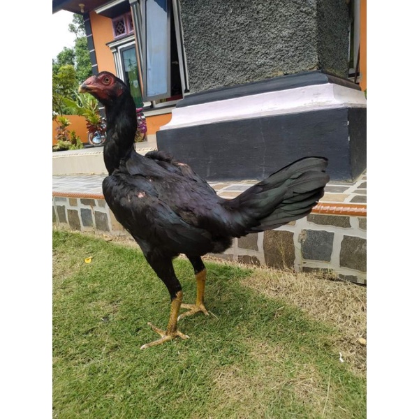 

Telur Pakhoy Manedeng Mix Plucker