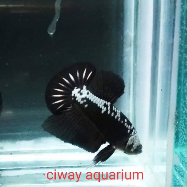 Ikan Cupang Jantan Black Samurai Ikan Hias Percantik Aquarium Dan Aquascape Murah Ecer Grosir Shopee Indonesia