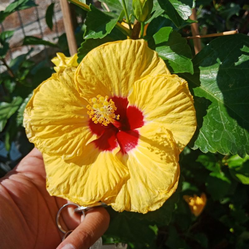 TANAMAN HIAS HIBISCUS BUNGA SEPATU//YELLOW RED