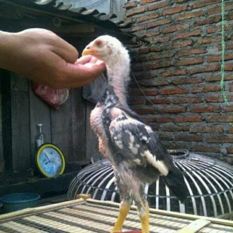 ANAK AYAM BANGKOK IMPORT SUPER ORI 2 - 3 BULAN