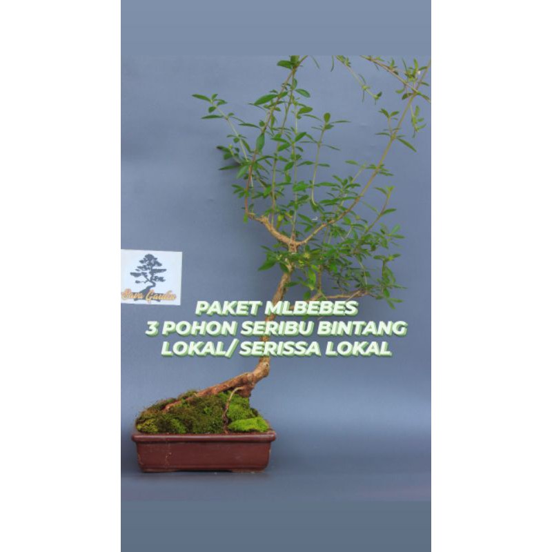Paket 3 pohon bahan bonsai seribu bintang lokal/ paket 3 pohon bahan bonsai serissa lokal