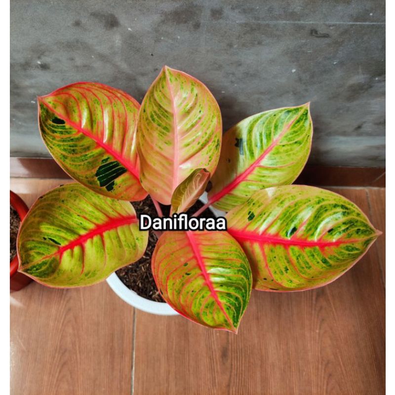 Aglonema Goliath Trah Merah Ori
