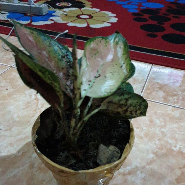 Bibit Bunga Aglonema Sultan Brunei