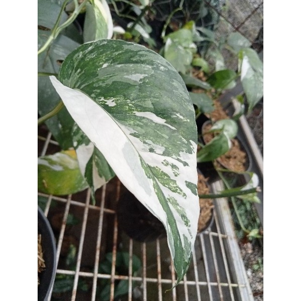 epipremnum variegata