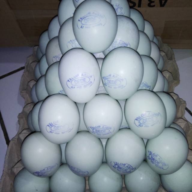 

Telor Asin"DD