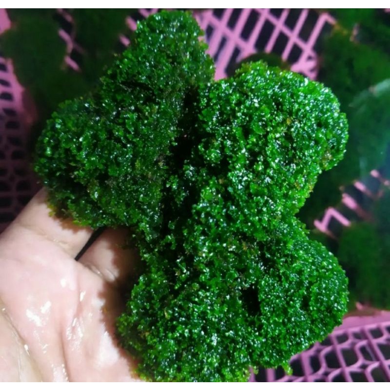 Moss ricardia 20x10cm daun air clum, ricardia moss