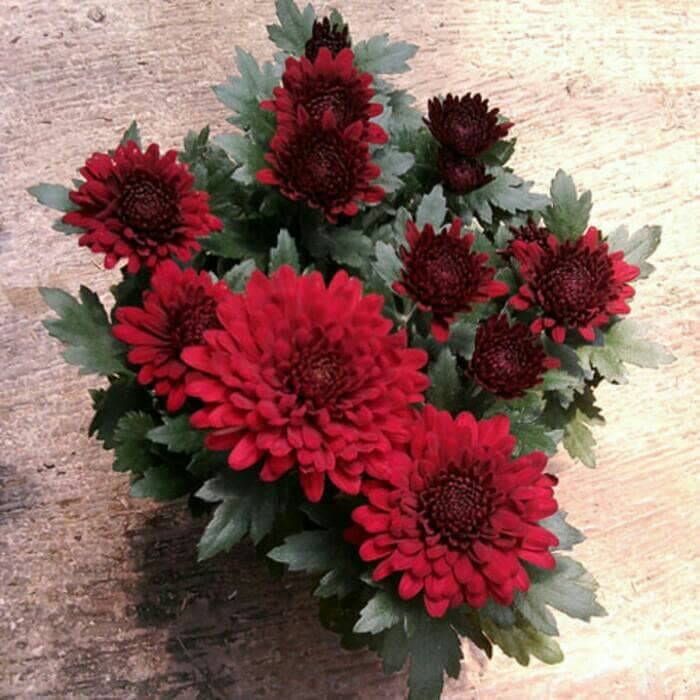 Bibit Tanaman Bunga Krisan Pot Merah Maroon
