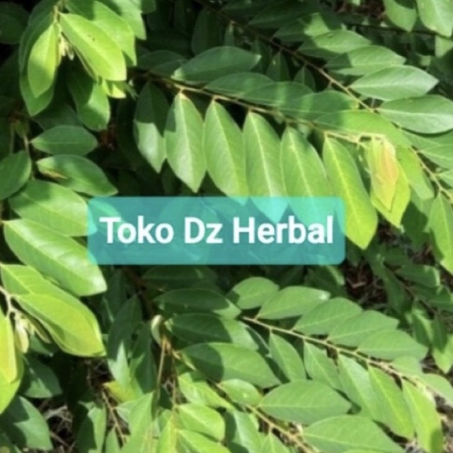 

Daun kanyere daun kandri segar petik langsung 500 gram-az