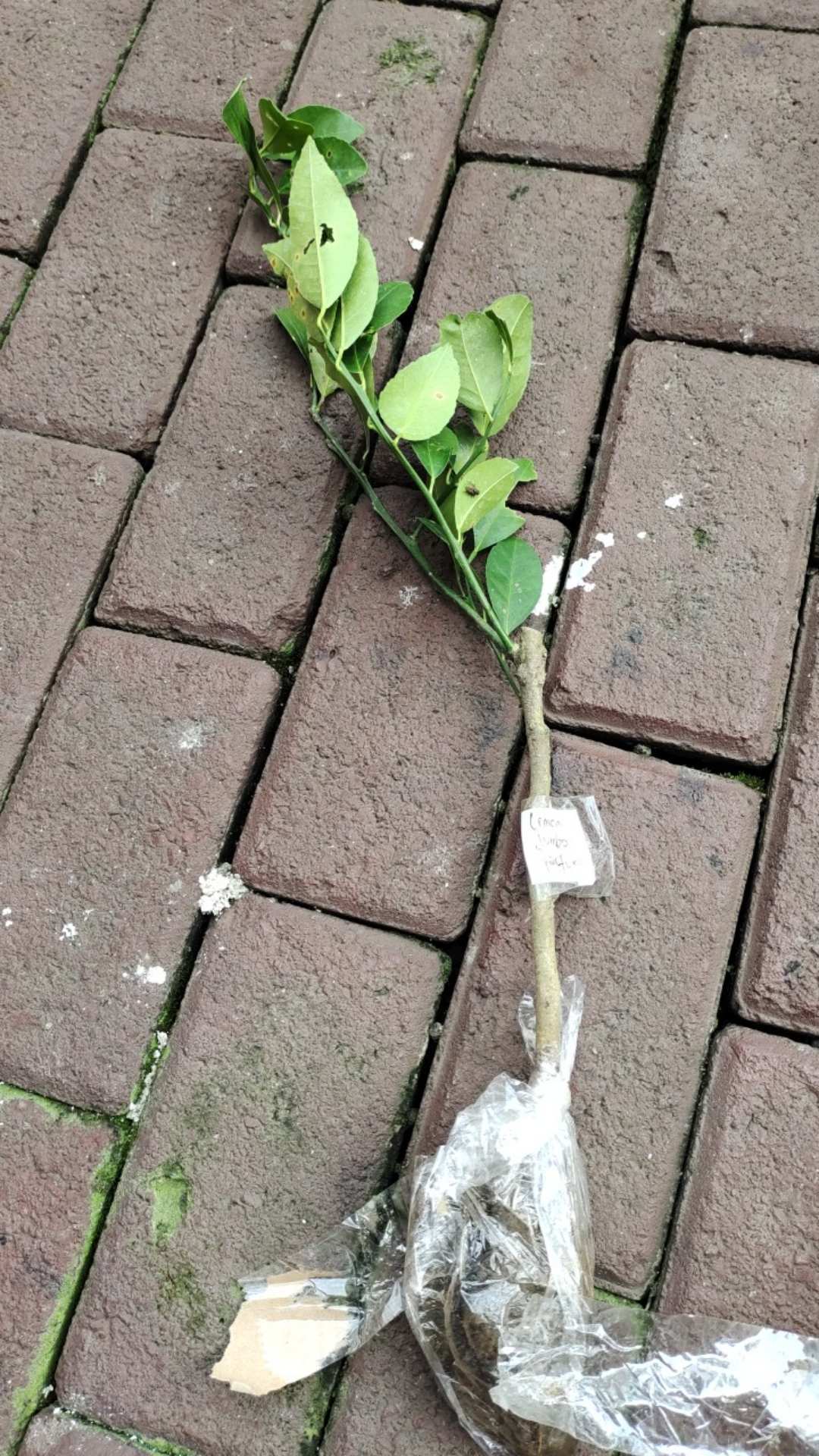 Bibit Jeruk Lemon Jumbo Parfum