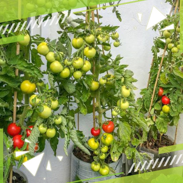 Gudange Benih Tomat sayur TYMOTI F1, buah lebat untuk dataran rendah