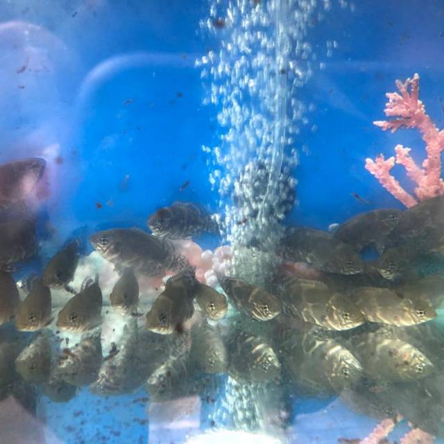 Oscar Tiger Black Batik