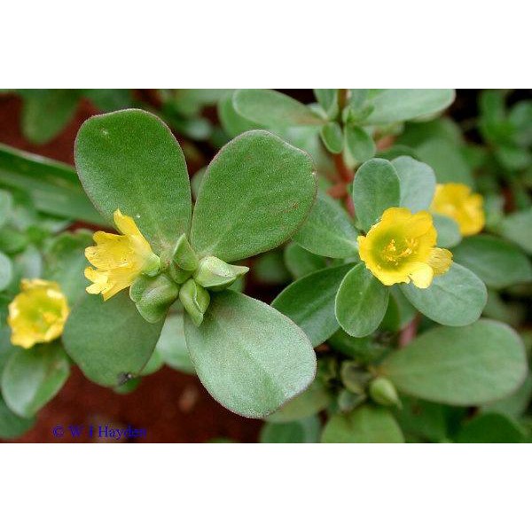 Benih Bibit Biji - Krokot Daun / Krokot Rumput (Portulaca oleracea) - Mencegah Kanker dan Menurunkan Berat Badan Diet