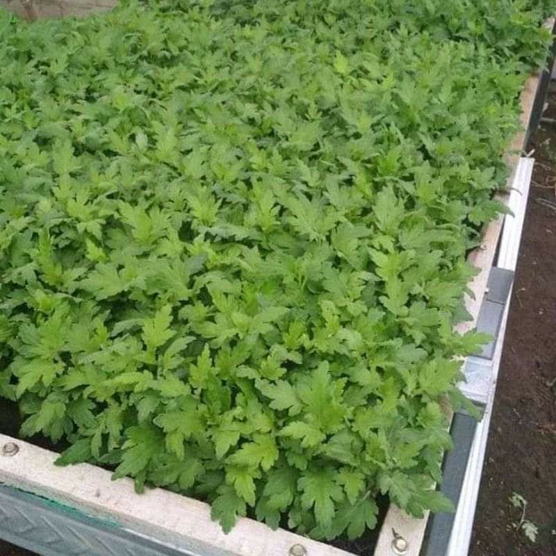 TERBANYAK Bibit Bunga Benih Tanaman Bunga Hias Krisan / Aster Siap Tanam 50 pohon