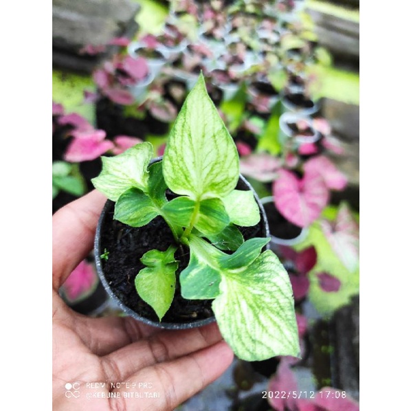 Bibit Caladium White Garuda ~ Caladium Hybrid Daun ganda