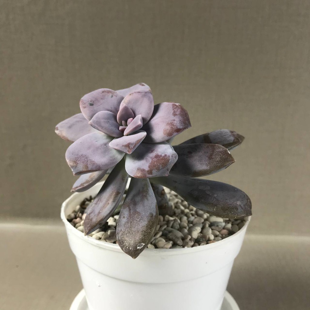 Kaktus Sukulen (Pink | Graptopetalum Superbum) Tanaman Hias Hidup (Medium Size)