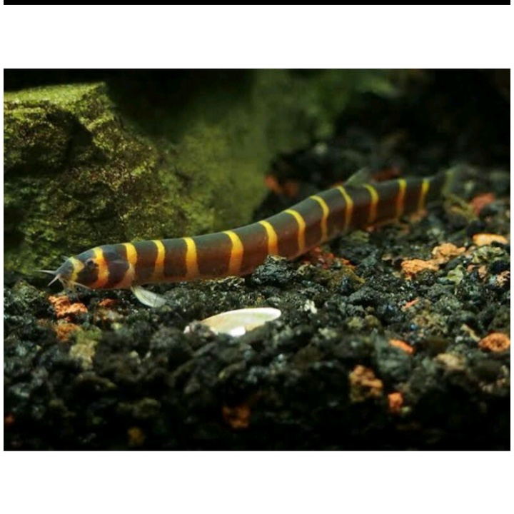 ikan hias kuhli loach aquascape aquarium air tawar