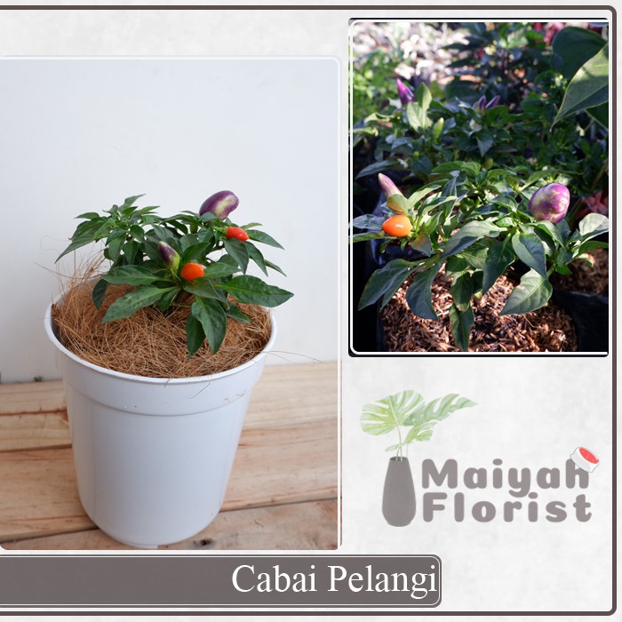 Cabai Pelangi / Cabe Pelangi - Bisa Dikonsumsi - Tanaman Herbal