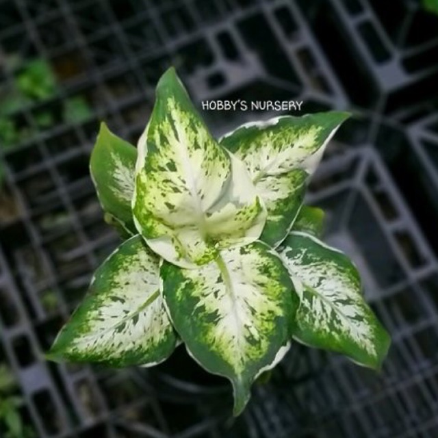 Tanaman Hias Dieffenbachia Hybrid Shopee Indonesia