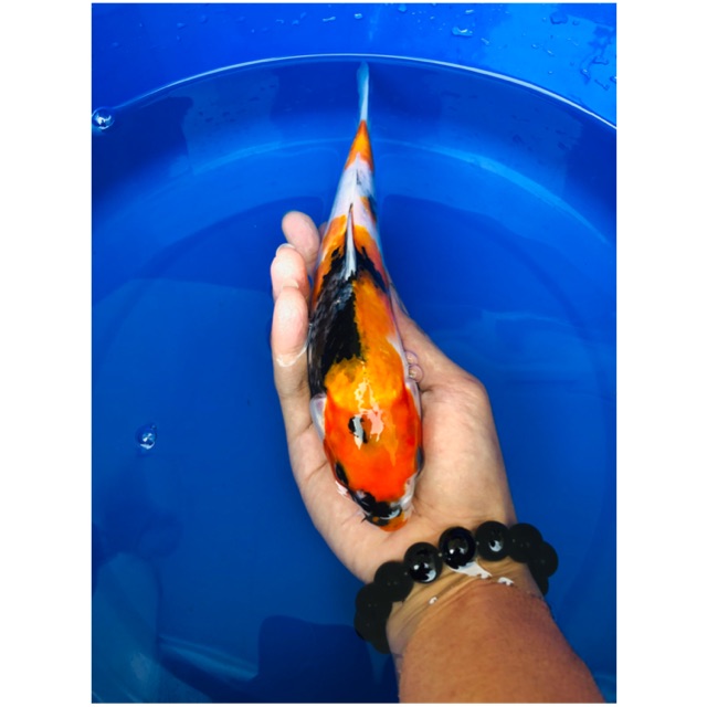 Koi Blitar Showa Tategoi 24cm
