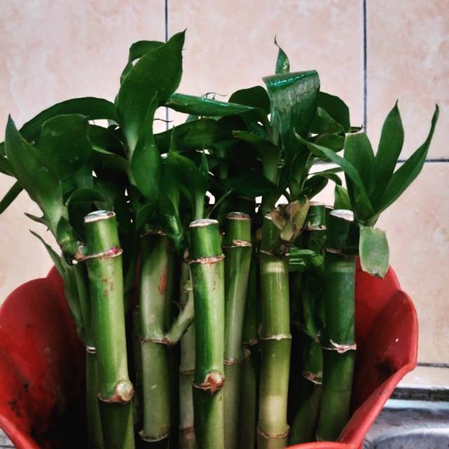 LUCKY BAMBOO AQUASCAPE