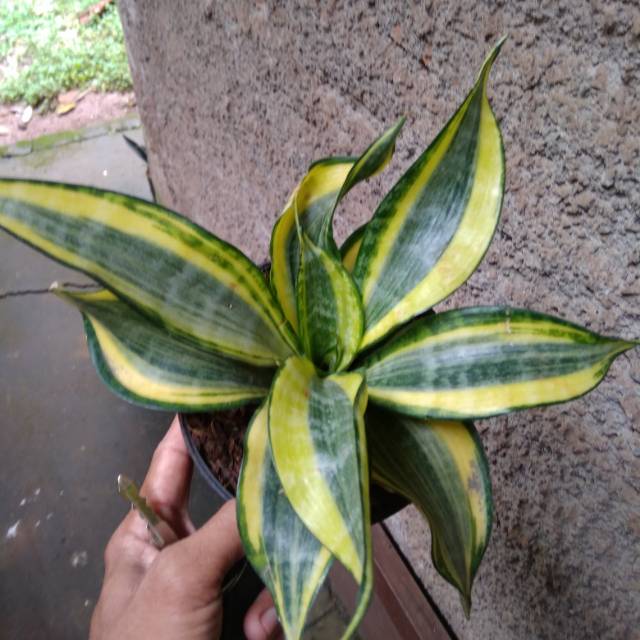 Sensivera Twister mini - sensivera - lidah mertua