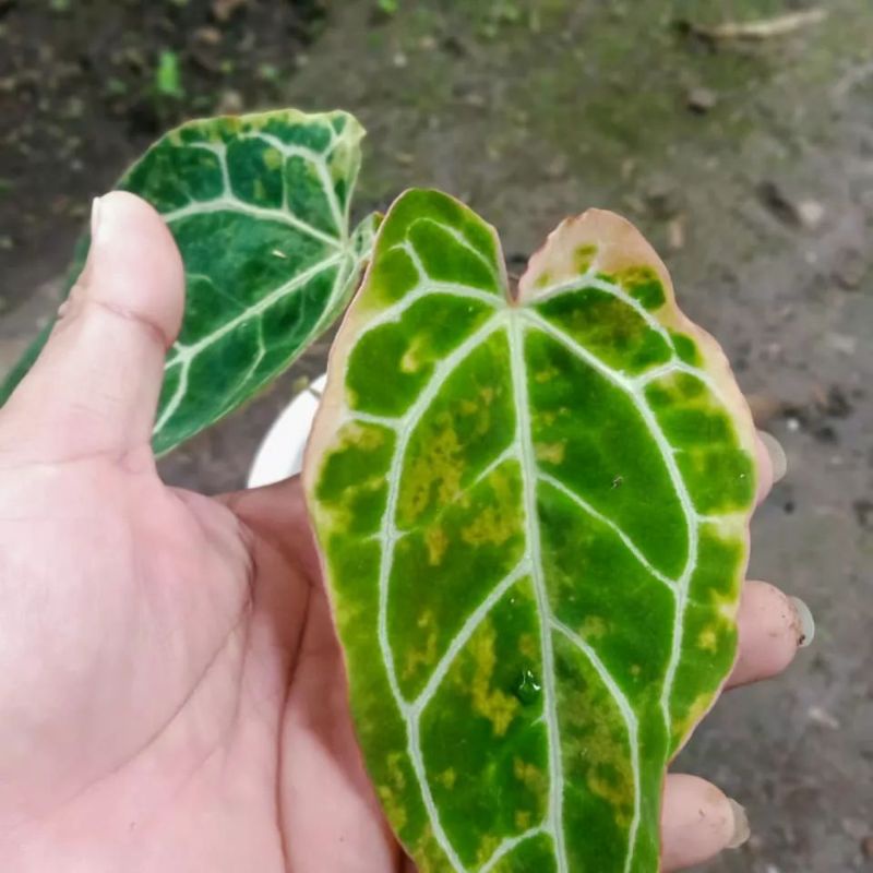 Anthurium Kuping Gajah Varigata Cristalinum Real Pict