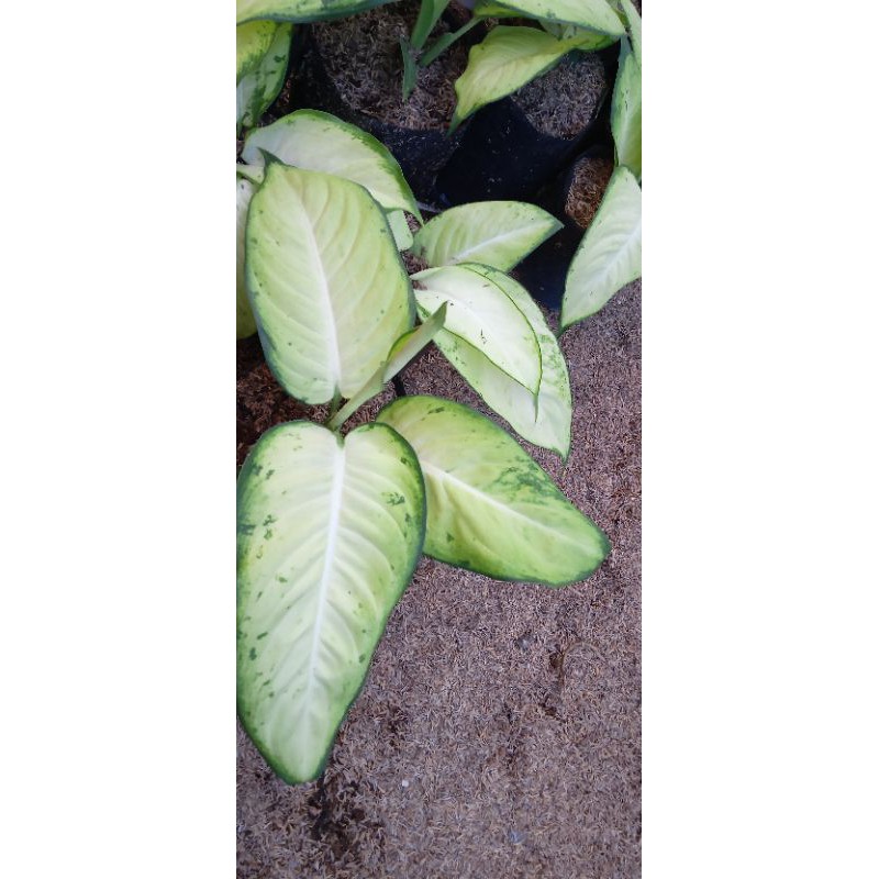 aglonema tisu