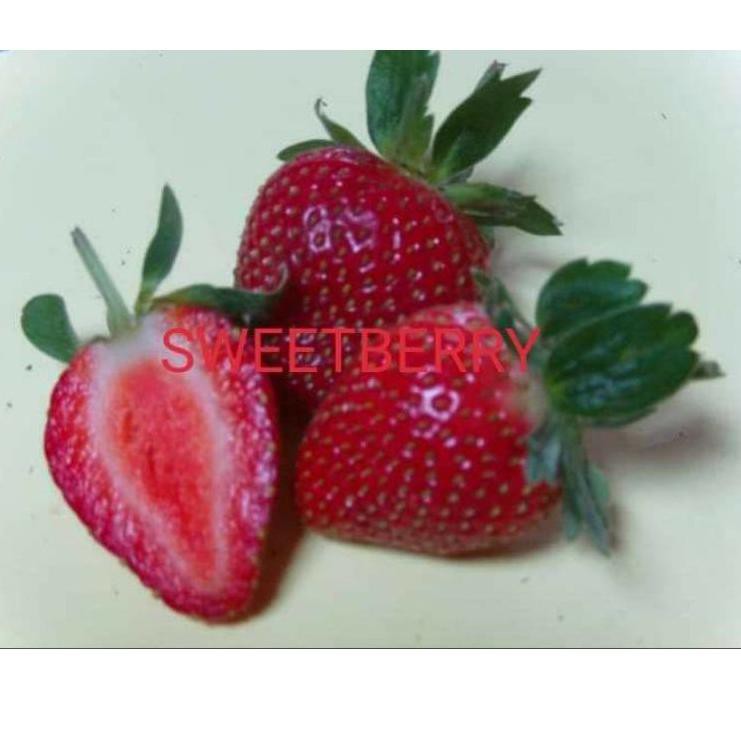 Terlaris Bibit awberry Sweet Berry .