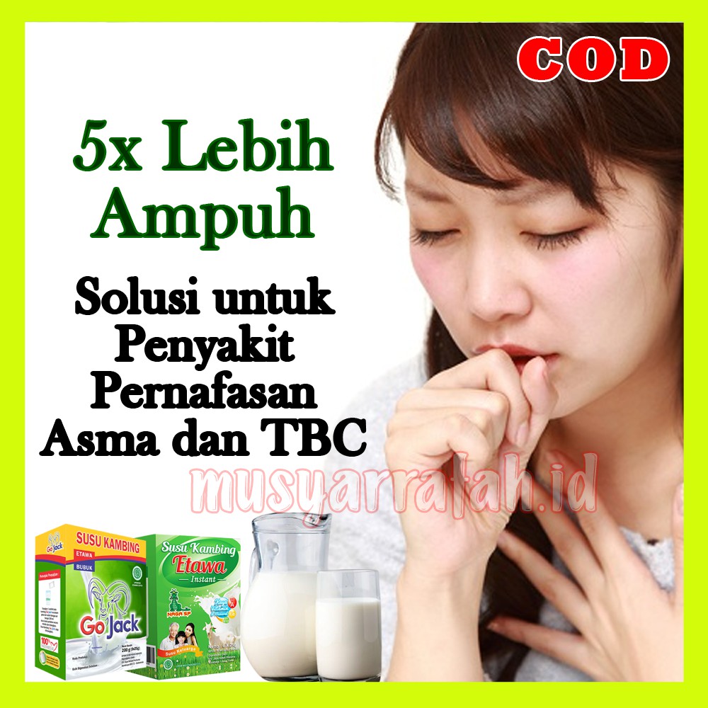 

susu kambing etawa sebagai obat tbc paru dan penyakit asma