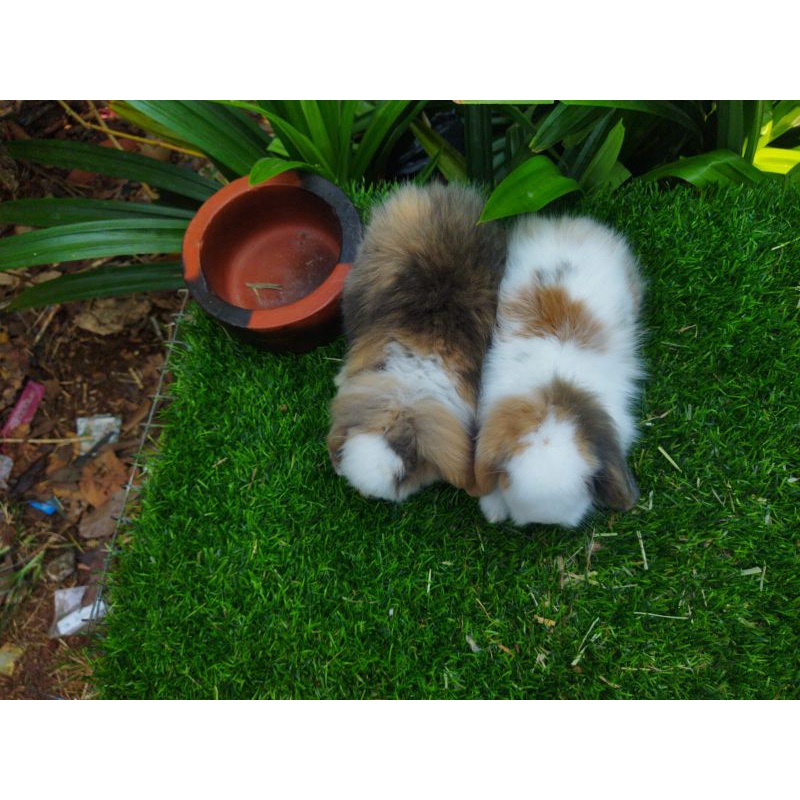Kelinci Hias Fuzzy Lop Trico