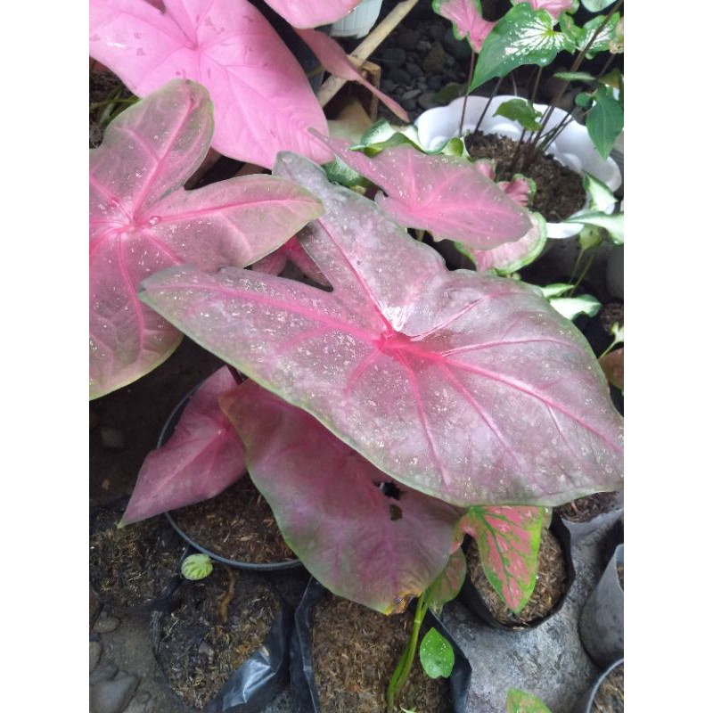 Keladi Mirzani Caladium Ungu Tanaman hias keladi ungu menor