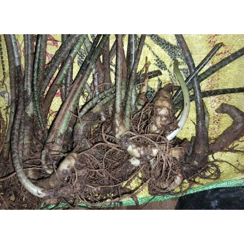 UMBI/ BONGGOL ALOCASIA ZEBRINA 1 KG