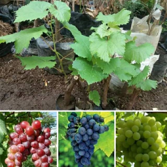 Paket murah bibit anggur  Isabella 3 Batang merah hitam hijau